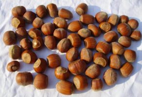 Proizvodnja voća i sadnog materijala Hazel-Nut Kupinik