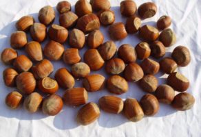 Proizvodnja voća i sadnog materijala Hazel-Nut Kupinik