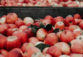 Distribucija voća i povrća EURO AGROCOOP DOO