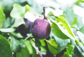 Distribucija voća i povrća EURO AGROCOOP DOO