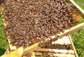 Stolarsko pčelarska radnja NEŠA Valjevo