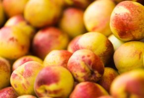 Distribucija voća i povrća EURO AGROCOOP DOO