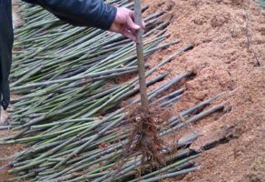 Paulovnija Rasadnik Jablan i Pavle