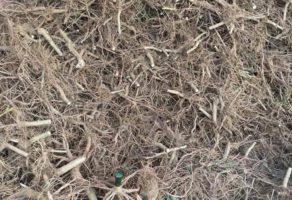 Paulovnija Rasadnik Jablan i Pavle