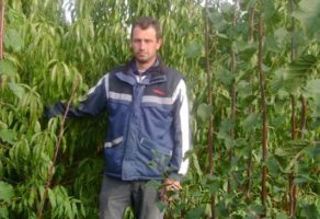 Voćne sadnice Gajić