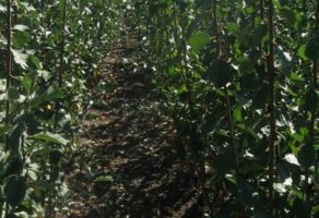 Voćne sadnice Gajić