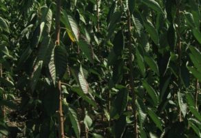 Voćne sadnice Gajić