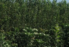 Voćne sadnice Gajić