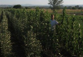 Voćne sadnice Gajić