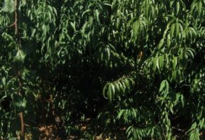 Voćne sadnice Gajić