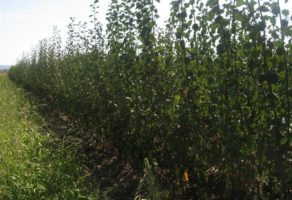 Voćne sadnice Gajić