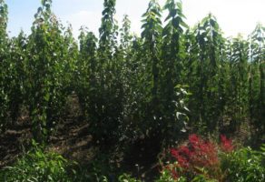 Voćne sadnice Gajić