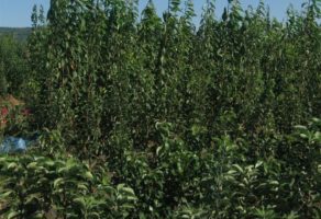 Voćne sadnice Gajić