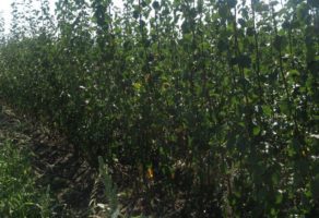 Voćne sadnice Gajić