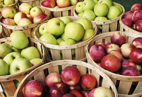 Aerofruti D.O.O. – Otkup i prodaja voća i povrća