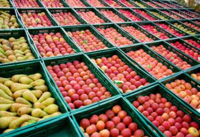 Aerofruti D.O.O. – Otkup i prodaja voća i povrća