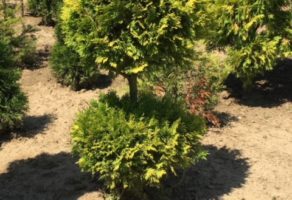 Rasadnik Mali Raj – Veliko Gradiste