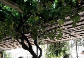 Kafana STARA PROMENADA