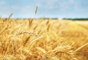 Gajenje žita (osim pirinča), leguminoza i uljarica – Bukovica D.O.O.