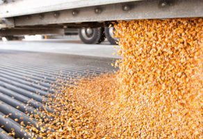 Gajenje žita (osim pirinča), leguminoza i uljarica – Bukovica D.O.O.