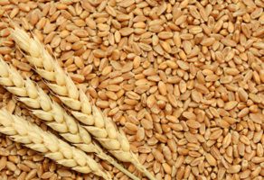 Gajenje žita (osim pirinča), leguminoza i uljarica – Bukovica D.O.O.