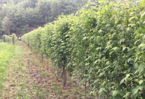 Bošnjaković Agrar – Agrikultura i profesionalni alati