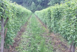Bošnjaković Agrar – Agrikultura i profesionalni alati