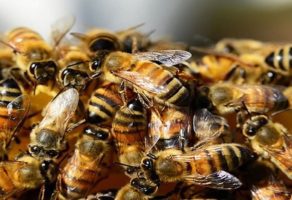 MIBA APIS DOO – PRODAJA PČELARSKE OPREME