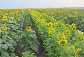 FEED & SEED TECHNOLOGIES DOO