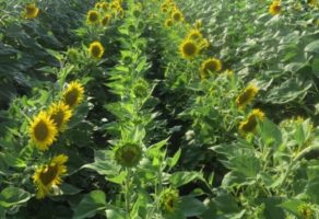 FEED & SEED TECHNOLOGIES DOO