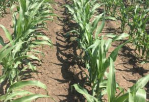 FEED & SEED TECHNOLOGIES DOO