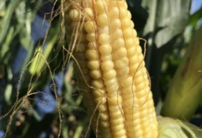 FEED & SEED TECHNOLOGIES DOO