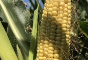 FEED & SEED TECHNOLOGIES DOO