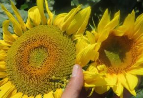 FEED & SEED TECHNOLOGIES DOO