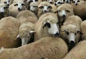 Farma sjeničkih ovaca LAZAREVIĆ Ljig
