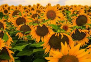 FEED & SEED TECHNOLOGIES DOO