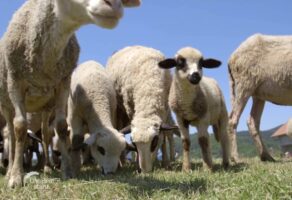 Farma sjeničkih ovaca LAZAREVIĆ Ljig