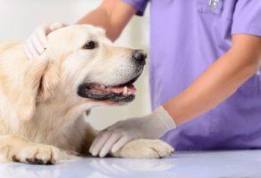 Veterinarska ambulanta Futog PVA KOŠAR