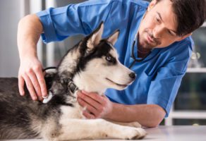 Veterinarska ambulanta Futog PVA KOŠAR