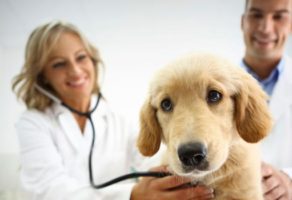 Veterinarska ambulanta Futog PVA KOŠAR