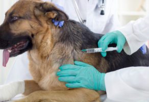 Veterinarska ambulanta Futog PVA KOŠAR