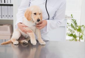 Veterinarska ambulanta Futog PVA KOŠAR