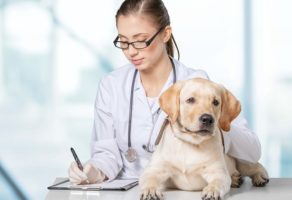 Veterinarska ordinacija SALI VET Beograd