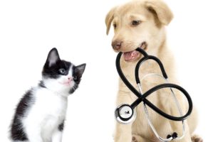 Veterinarska ordinacija SALI VET Beograd