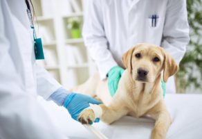 Veterinarska ordinacija SALI VET Beograd