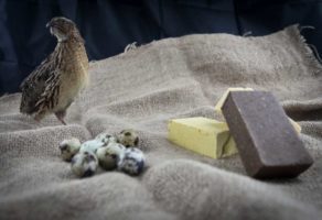 Sapuni od svezih prepelicinih jaja Tanoshinde DOO