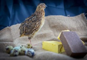 Sapuni od svezih prepelicinih jaja Tanoshinde DOO