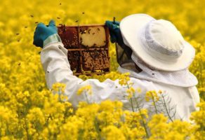 Pčelarstvo Knežević – Proizvodnja i prodaja proizvoda od meda