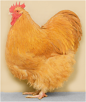 Oprema za klanje živine BIP DOO Novi Sad