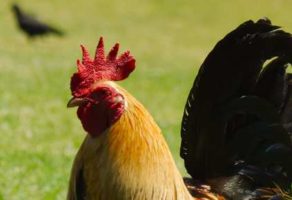 Oprema za klanje živine BIP DOO Novi Sad